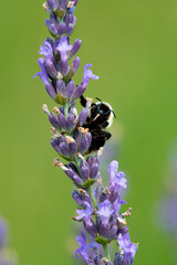 Closeup of a bumblebee pollinating a lavender flower - Michigan