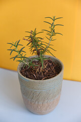Rosemary plant on a ceramic flowerpot with a yellow bright background