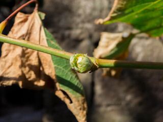 New leaves, beginnings