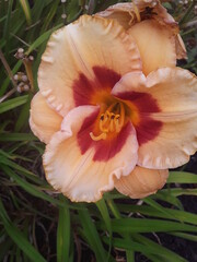 Fototapeta na wymiar orange flower in garden