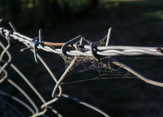 Barbed wire with spider webs.