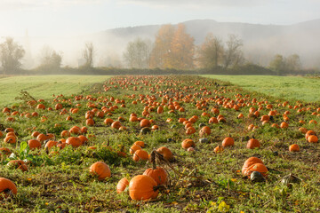 A field of pumpkins on a misty morning in the Snoqualmie Valley in the eastern suburb of the...