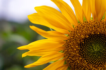Sunflower, yellow sunny flower, closeup, beautiful sunshine bokeh, summer vibes