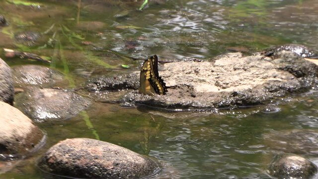 Black and yellow butterfly on a stone water in river flapping its wings Stock Footage 4k UHD 50 FPS
