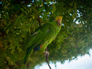 Green Parrot Standing on a Tree Branch in La Guajira, Colombia