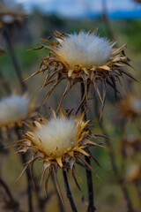 Hasta de las cenizas sale la belleza