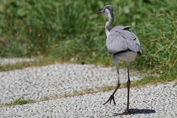 grey heron 