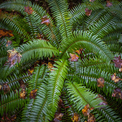 Rain forest fern