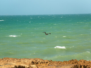 The Man o' War (Magnificent Frigatebird), a Seabird Flying Against the Backdrop of the Blue Sky