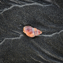 Beach shell
