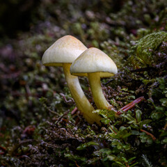 Fototapeta premium Mushrooms