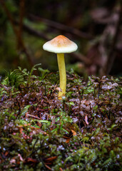 Mushroom