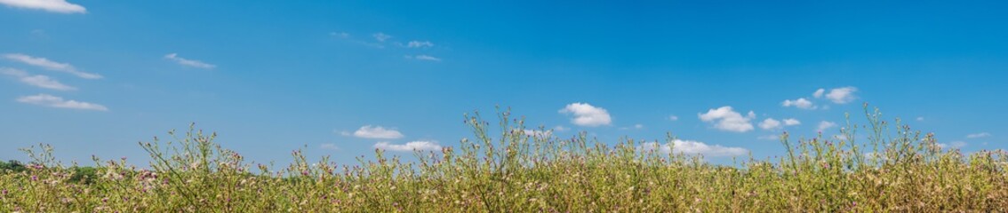 Meadow plants and blue sky panorama