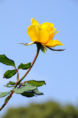 Obraz premium ヘンリー・フォンダ バラの花