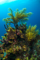 tropical coral reef