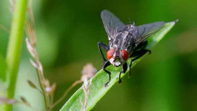 Flesh Fly, Flesh Flies, Sarcophaga sp. on a grass
