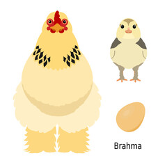 bundle of chicken,  adult and baby chicken and egg,  by breed