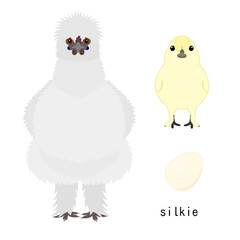 bundle of chicken,  adult and baby chicken and egg,  by breed