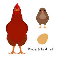 bundle of chicken,  adult and baby chicken and egg,  by breed