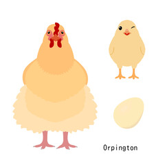 bundle of chicken,  adult and baby chicken and egg,  by breed
