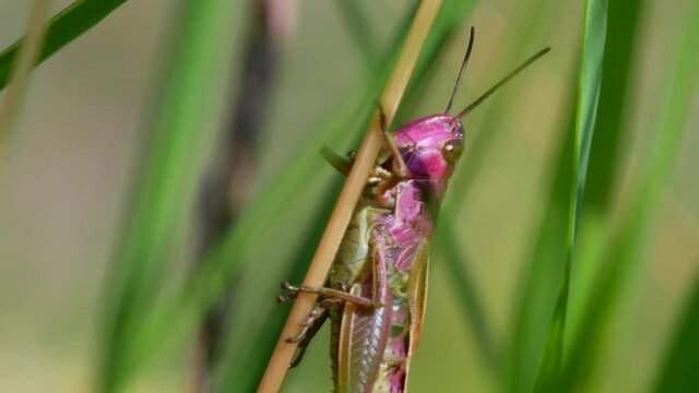 PINK GRASSHOPPER - Young Female of Meadow Grasshopper, Chorthippus parallelus