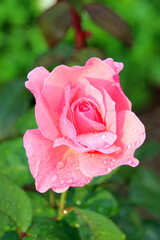pink rose with water drops