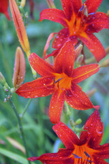 red lily flower