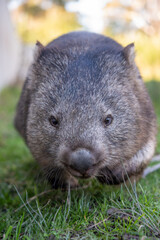 Tasmanian Wombat