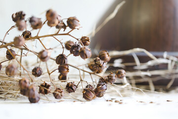 Dried crepe myrtle seed pods on display with dried grass and essential oil diffuser - obrazy, fototapety, plakaty