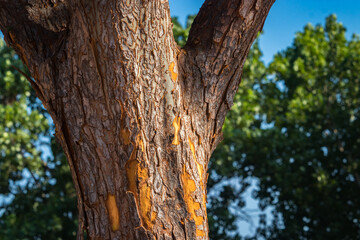 Beautiful color display in a tree trunk