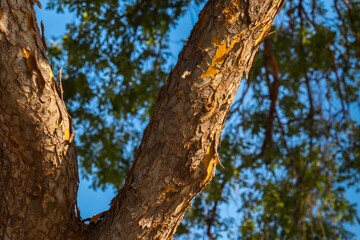 Trees have a big importance for the air we breath e