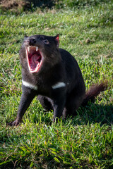 Tasmanian Devil 