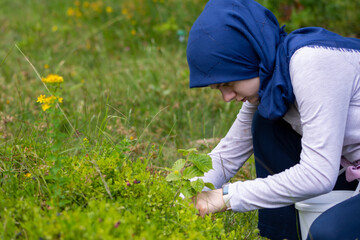 Muslim girl picking organic wild blueberries on the mountain. Hardworking female collecting bilberries at summer. Agricultural concept