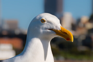Seagull close up portrait of sea bird perched along a city wharf. Sea gull beak and head closeup wildlife background