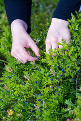 Female hands picking blueberries at the mountain. Summer season time for collecting wild organic bilberries, agricultural concept and close up shoot