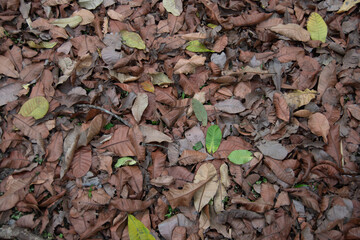 leaf on the ground