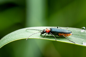 Naklejka premium Red Longhorn Beetle (Anoplodera rubra, Stictoleptura rubra, Leptura rubra, Corymbia rubra, Aredolpona ), bir yaprak üzerinde oturan kadın, Almanya, Mecklenburg-Batı Pomeranya