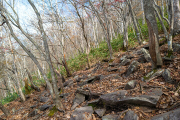 紅葉の季節の群馬県の赤城山の登山道の風景 A view of the trail at Mount Akagi in Gunma Prefecture during the season of autumn leaves.