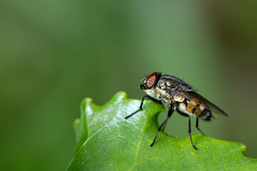 Horsefly (Tabanidae) is a predator, actively attacking humans and animals.