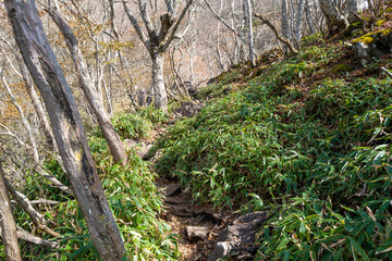 紅葉の季節の群馬県の赤城山の登山道の風景 A view of the trail at Mount Akagi in Gunma Prefecture during the season of autumn leaves.