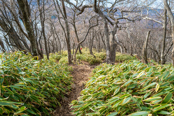 紅葉の季節の群馬県の赤城山の登山道の風景 A view of the trail at Mount Akagi in...