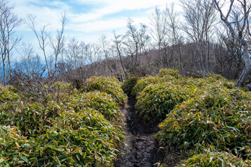 紅葉の季節の群馬県の赤城山の登山道の風景 A view of the trail at Mount Akagi in Gunma Prefecture during the season of autumn leaves.