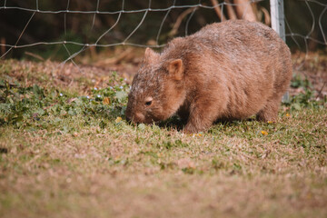 Fototapeta premium Common wombat, Kangaroo valley, NSW, Australia