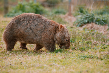 Naklejka na ściany i meble Common wombat, Kangaroo valley, NSW, Australia