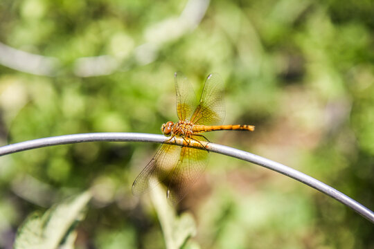 dragonfly in garden on a wire