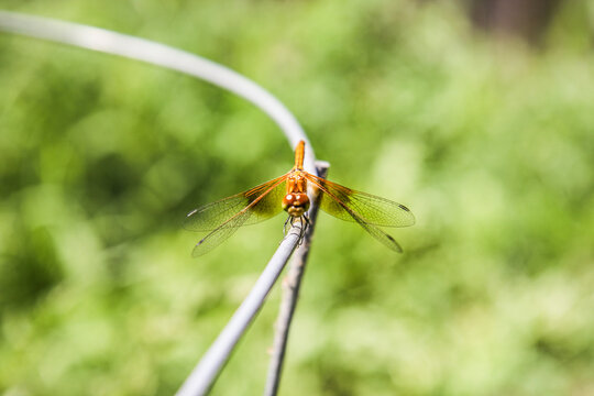 Golden dragonfly in a garden