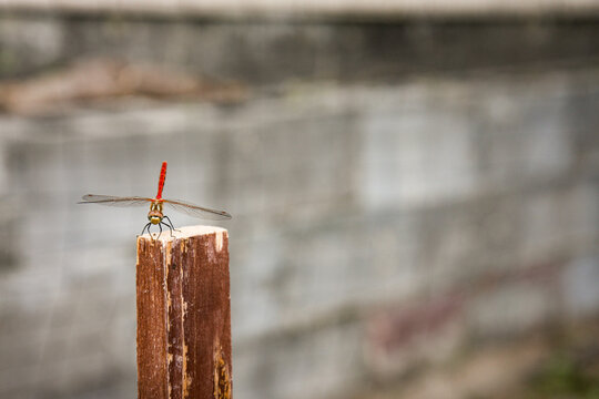 Red Dragonfly on a wooden stake