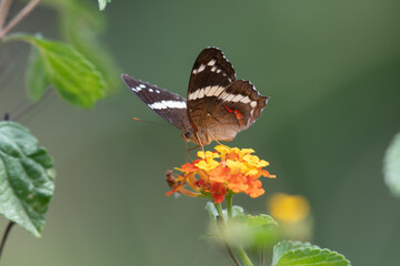 butterfly on a flower