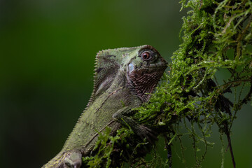 helmeted iguana