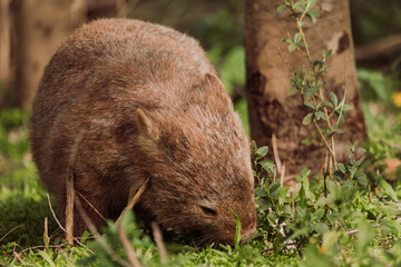 Common wombat, Kangaroo valley, NSW, Australia